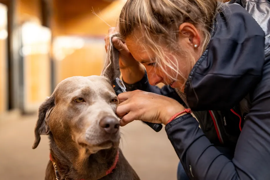 Tierärztin untersucht Ohr eines ruhigen grauen Hundes mit rotem Halsband