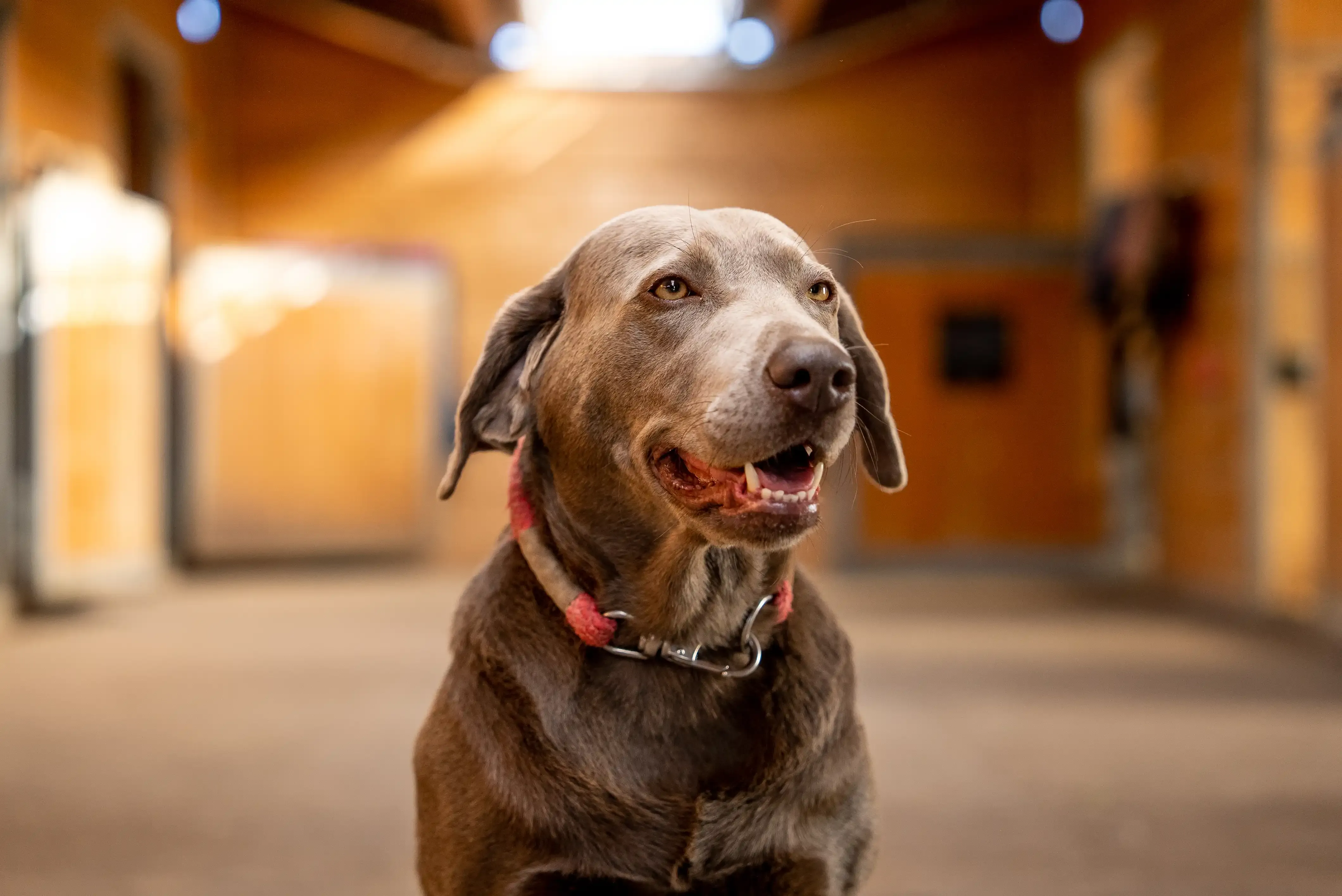 Brauner Hund mit rotem Halsband sitzt in Stallgasse