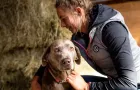Tierärztin hört mit Stethoskop Herzschlag eines braunen Hundes in Stallumgebung