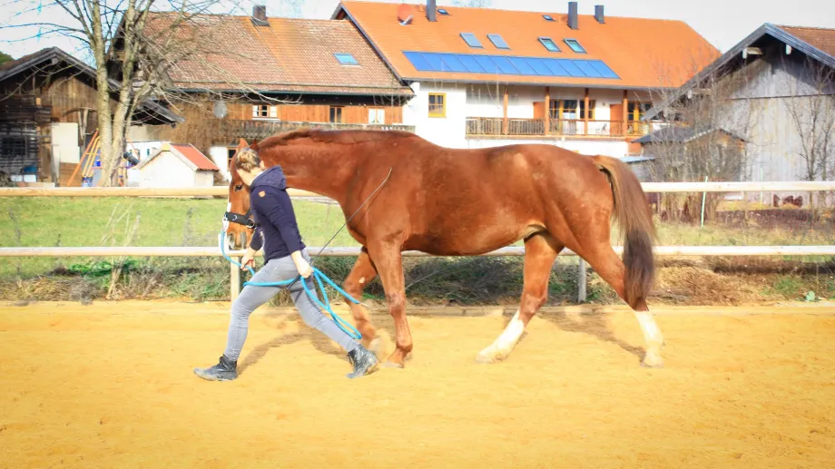 Person führt ein braunes Pferd an der Longe auf einem Reitplatz mit Gebäuden im Hintergrund