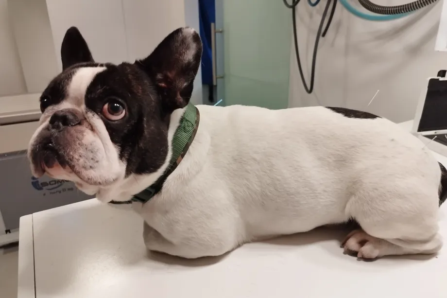 Französische Bulldogge mit Akupunkturnadel im Rücken liegt auf Untersuchungstisch in Tierarztpraxis