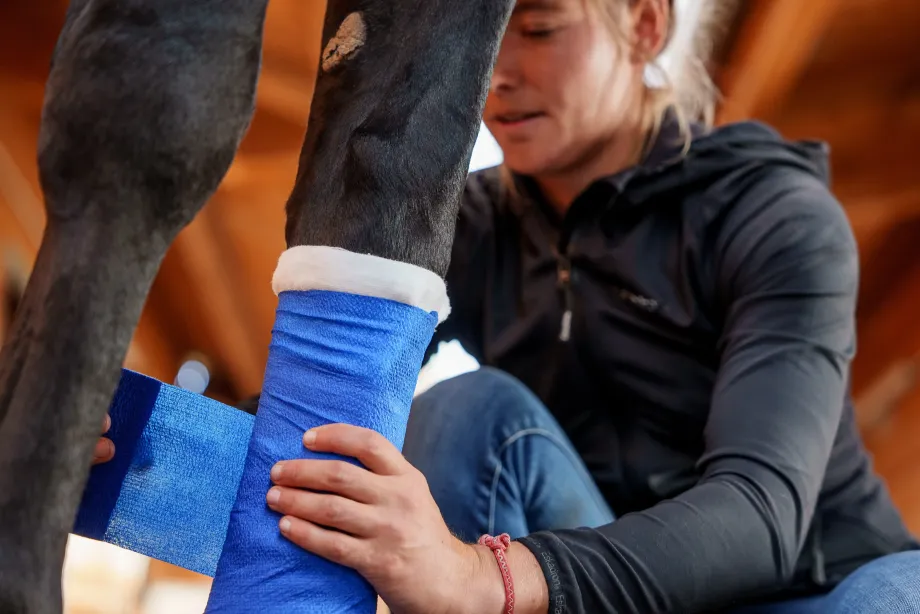 Person legt blauen Verband an Bein eines Pferdes in einer Stallumgebung an