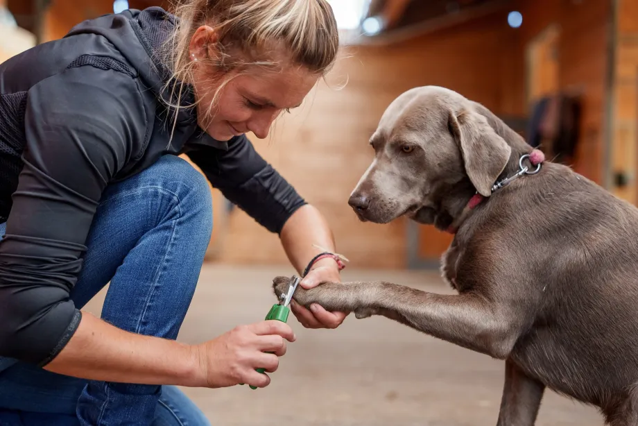 Tierärztin schneidet die Krallen eines sitzenden grauen Hundes mit rotem Halsband