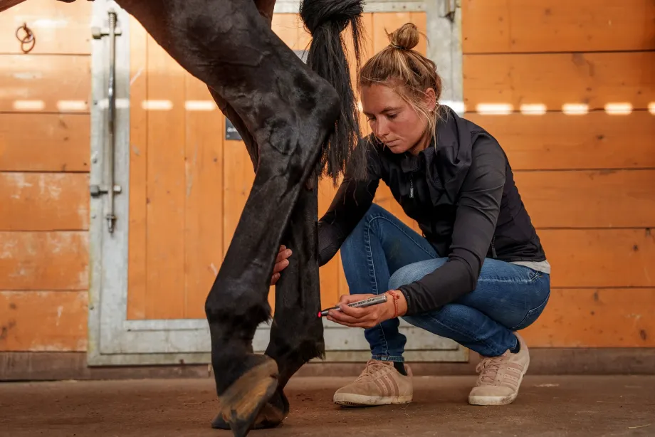 Tierärztin kniet neben Pferdebein und hält ein Lasertherapiegerät zur Behandlung