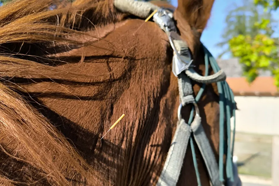 Braunes Pferd mit Akupunkturnadeln im Halsbereich und Zaumzeug bei sonnigem Wetter