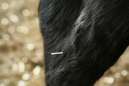 Schwarzes Fell eines Kleintiers mit einer feinen Akupunkturnadel