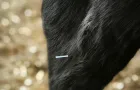 Schwarzes Fell eines Kleintiers mit einer feinen Akupunkturnadel