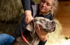 Hund mit geschlossenen Augen wird sanft am Hals von einer Person massiert.