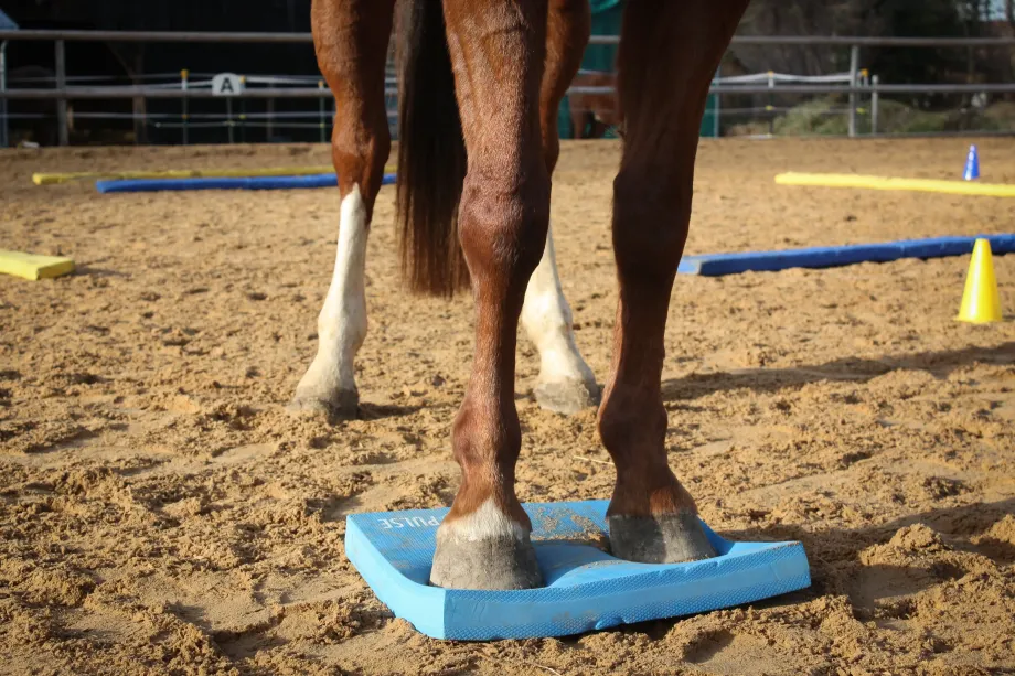 Vorderbeine eines Pferdes stehen auf einem blauen Therapiekissen im Sandplatz