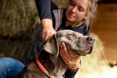 Hund mit geschlossenen Augen wird sanft am Hals von einer Person massiert