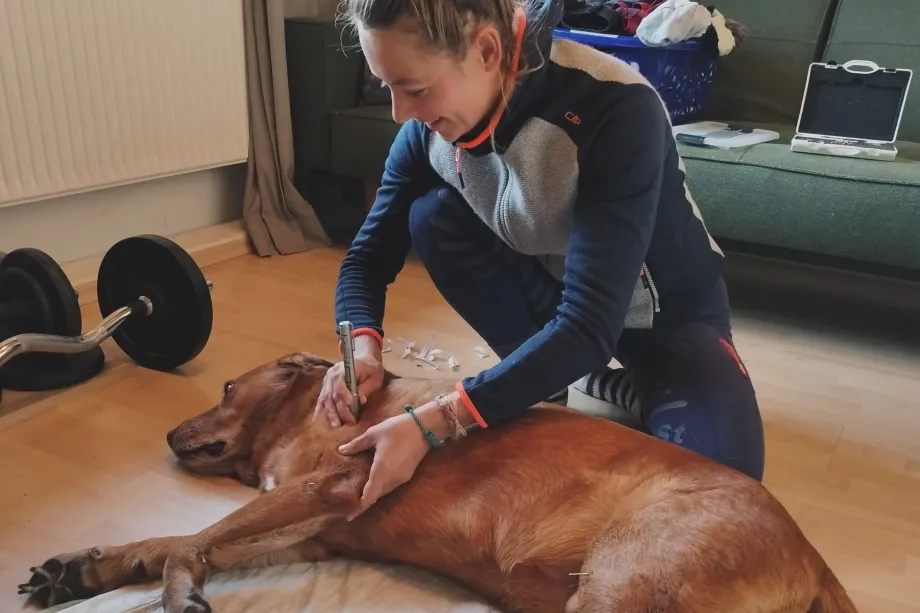 Tierärztin führt Akupunkturbehandlung an liegendem braunem Hund durch