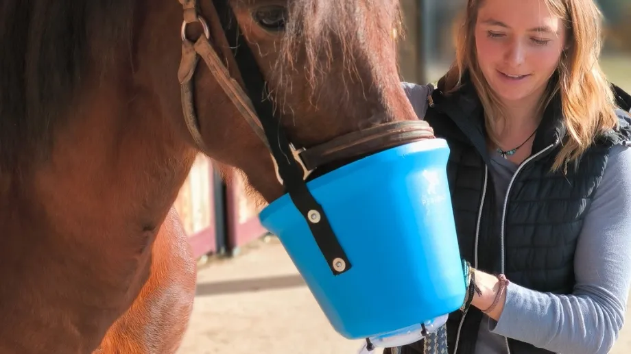 Braunes Pferd mit blauem Inhalationsgerät am Maul, gehalten von Person mit blonden Haaren und dunkler Weste