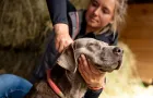 Hund mit geschlossenen Augen wird sanft am Hals von einer Person massiert.